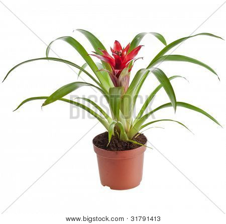 Bromelie Pflanze im Blumentopf (Guzmania)