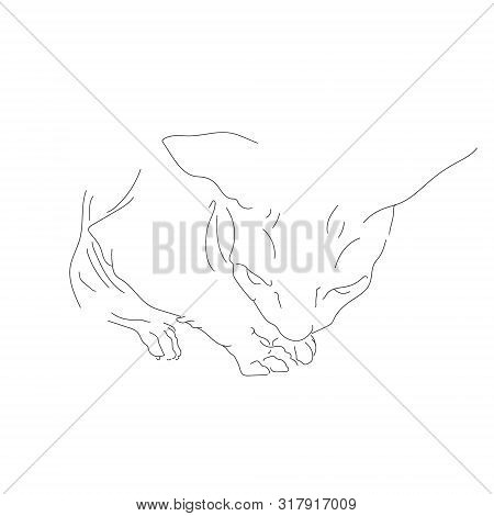 Cute, Silhouette, Beautiful Pet Cat  Sphinx Cat Breed. Bald Cat With Short Hair, Long Bald Tail, Big