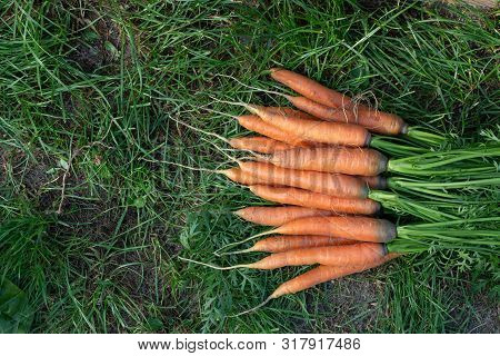 Bunch Of Fresh Carrots With Tops On The Grass Next To The Garden Bed, Top Veiw, Copy Space