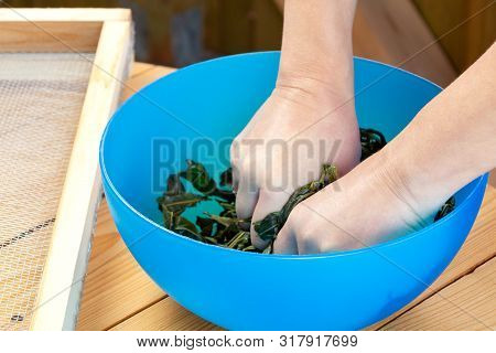 Process Of Making Tea From Blooming Sally Known As Russian Ivan Tea Or Koporye Tea, Preparing Leaves