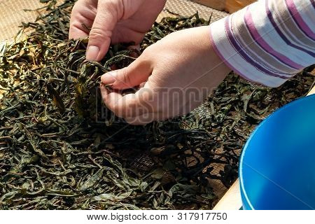 Process Of Making Tea From Blooming Sally Known As Russian Ivan Tea Or Koporye Tea, Preparing Leaves