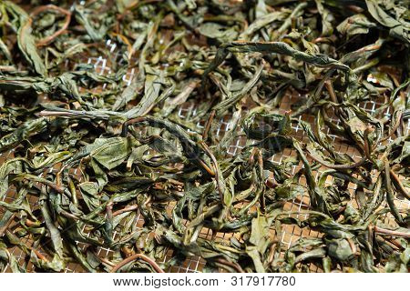 Process Of Making Tea From Blooming Sally Known As Russian Ivan Tea Or Koporye Tea, Preparing Leaves