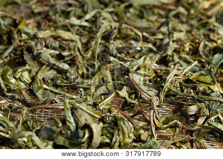 Process Of Making Tea From Blooming Sally Known As Russian Ivan Tea Or Koporye Tea, Preparing Leaves