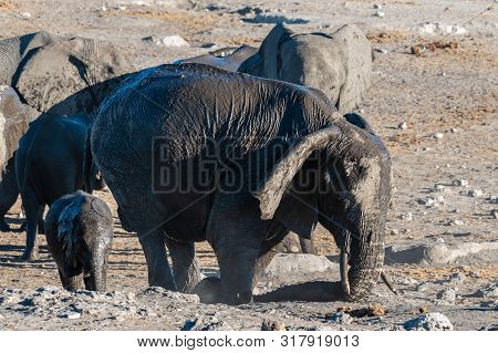 A Herd Of African Elephants -loxodonta Africana- Bathing Near The Chudop Waterhole In Etosha Nationa