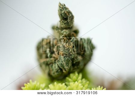 Cannabis Super Lemon Haze Sensi Seeds Fifty Megapixels Macro Background