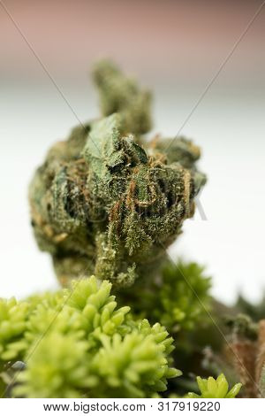 Cannabis Super Lemon Haze Sensi Seeds Fifty Megapixels Macro Background