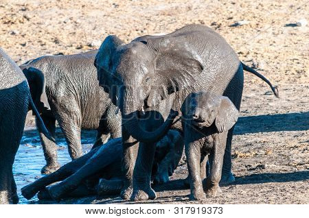 A Herd Of African Elephants -loxodonta Africana- Drinking From, And Bathing, In The Chudop Waterhole