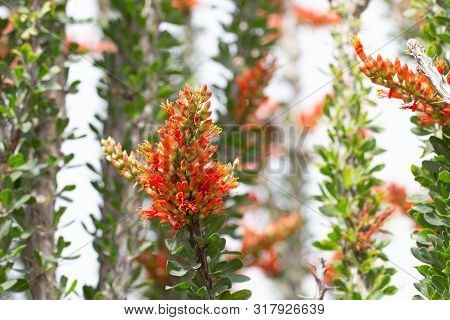 Close Up Of Ocotillo In Bloom With Orange Flowers And Green Leaves