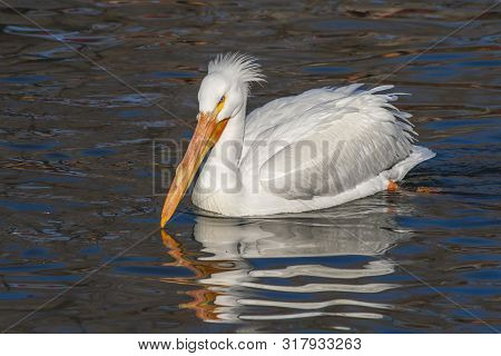 American White Pelican Swimming In A Cool Pond In Salt Lake City, Utah.