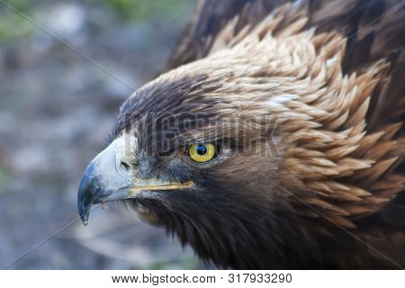 Golden Eagle In Southern Utah Right After Eating It's Meal