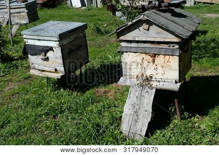 Bee Hives In The Apiary In The Mountain Village Generalka Altai Territory