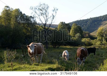 Russia.western Siberia. Livestock In The Vicinity Of The Village Generalka Altai Krai