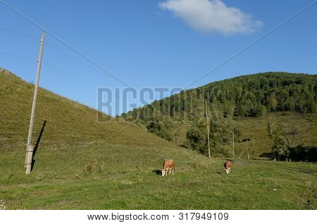 Livestock In The Vicinity Of The Village Generalka Altai Krai
