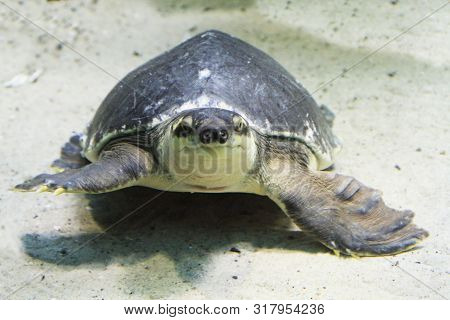 Water Turtle (carettochelys Insculpta) Is Swimming In The Water