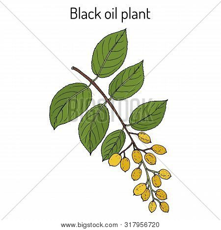 Black Oil Plant, Or Intellect Tree Celastrus Paniculatus , Medicinal Plant. Hand Drawn Botanical Vec