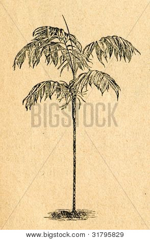 Chamaedorea palm - vieux illustration par un artiste inconnu du Botanika Szkolna na Klasy Nizsze, auteur 