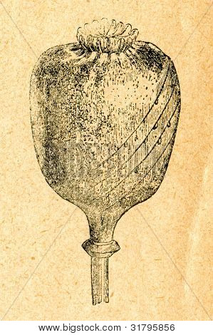 Le pavot à opium couper pour la récolte d'opium - vieux illustration par un artiste inconnu du Botanika Szkolna na K