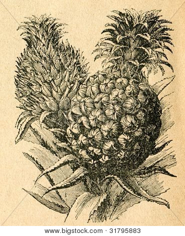 Ananas - fleurs et fruits - vieux illustration par un artiste inconnu du Botanika Szkolna na Klasy Niz