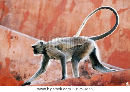 Abe på Jaigarh Fort, Rajasthan, Indien