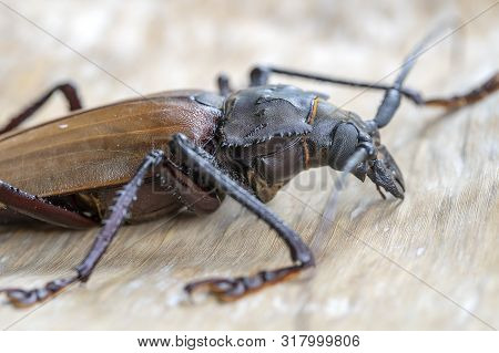 Giant Fijian Longhorn Beetle From Island Koh Phangan, Thailand. Closeup, Macro. Giant Fijian Long-ho