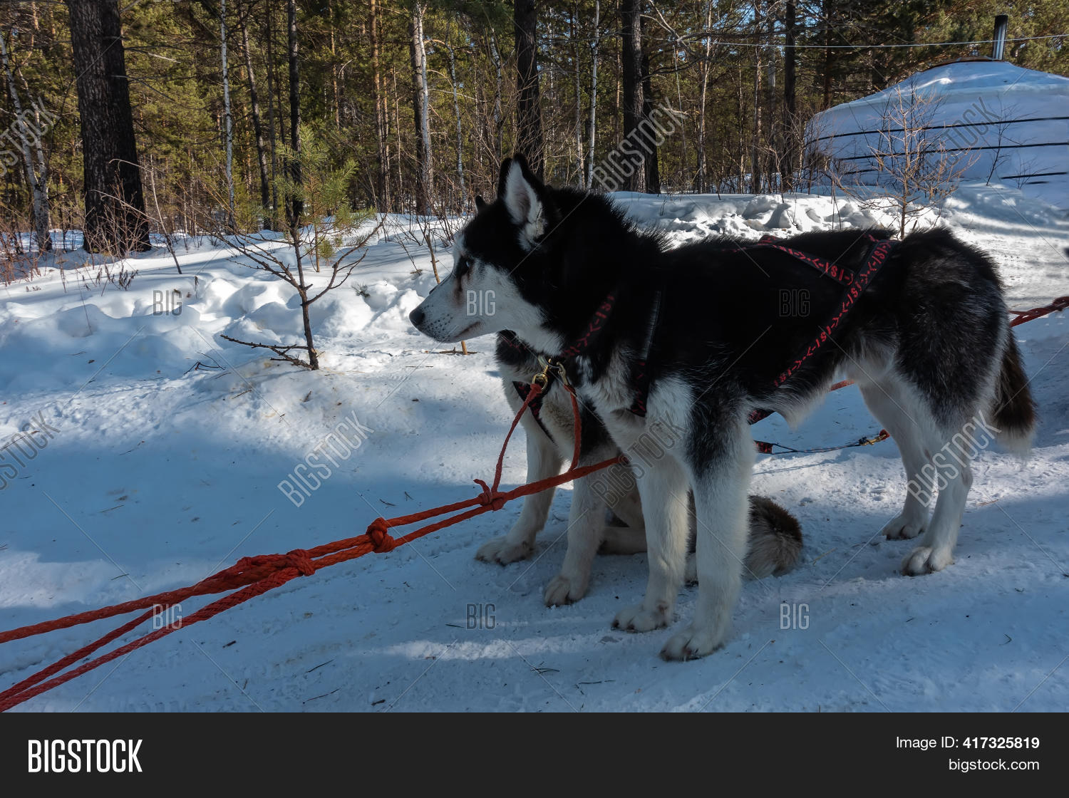 Are Siberian Huskies Better In Pairs