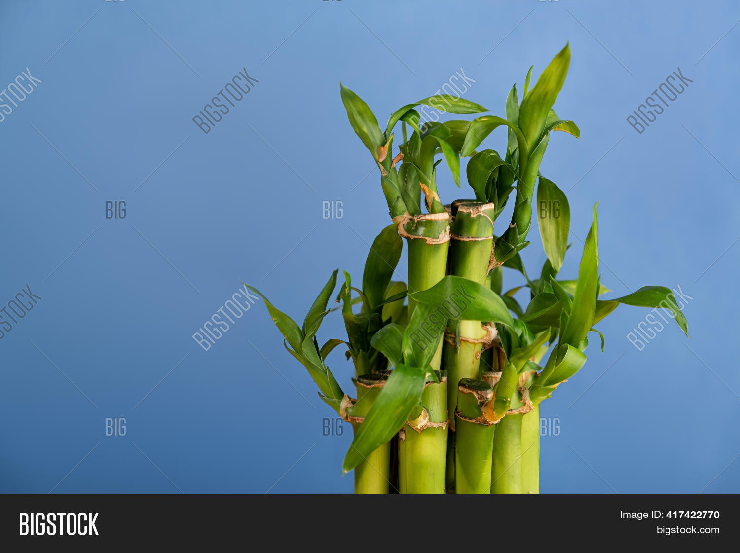 Bamboo Stalks Leaves Image & Photo (Free Trial) Bigstock