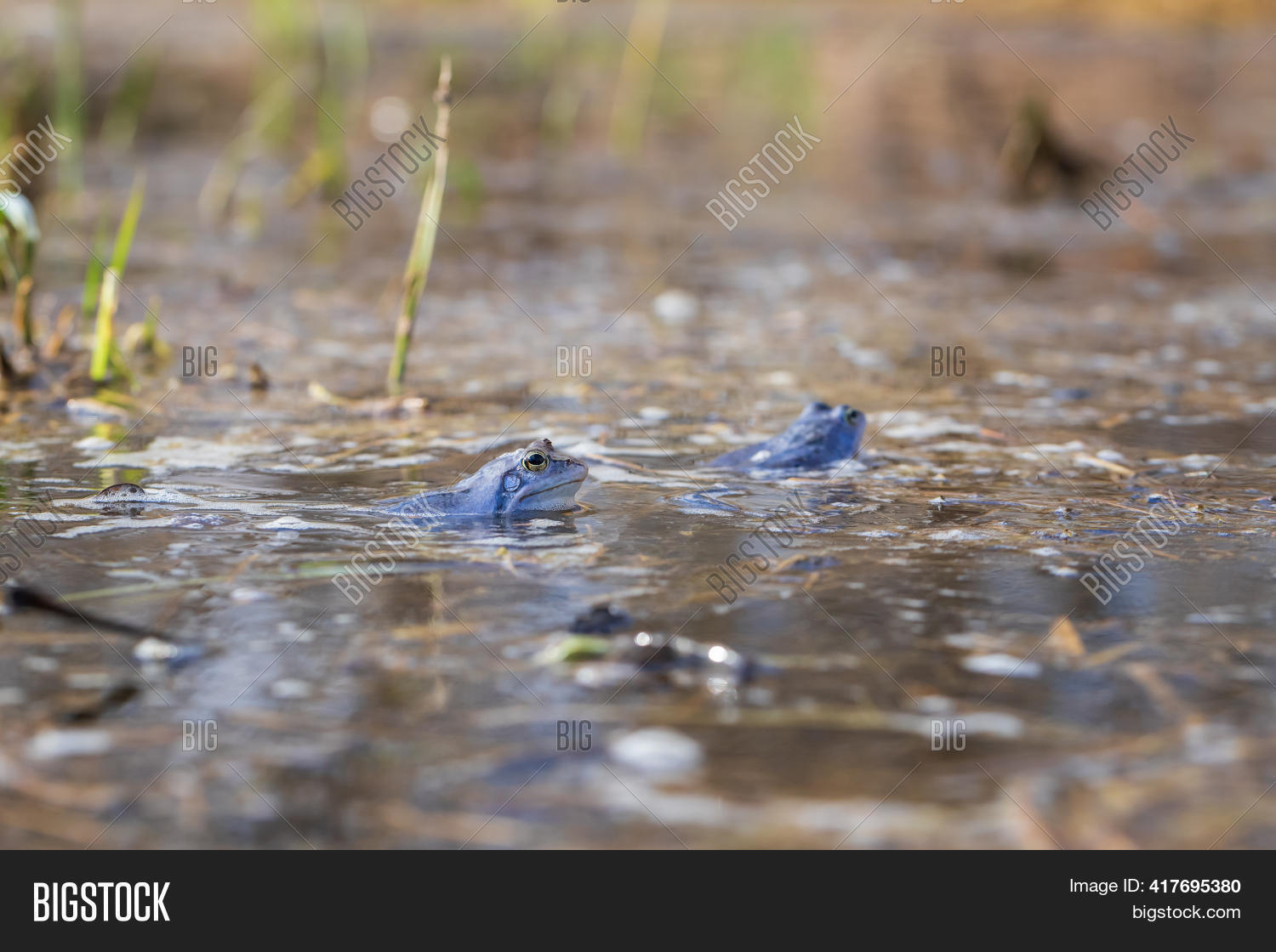 Blue Frog - Rana Image & Photo (Free Trial) | Bigstock