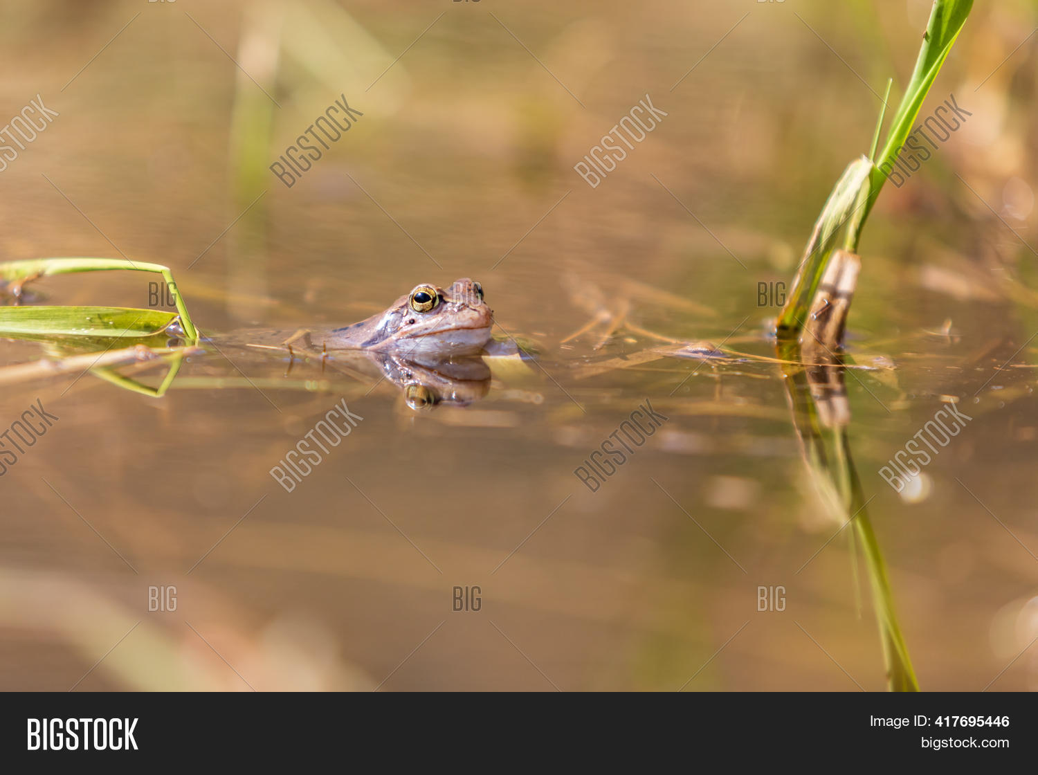 Blue Frog - Rana Image & Photo (Free Trial) | Bigstock