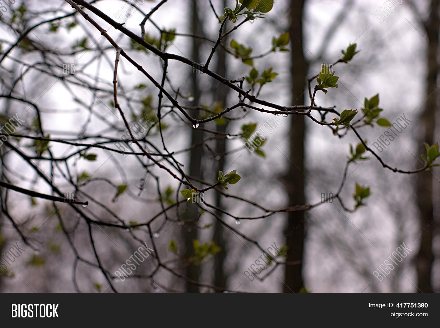 Branches Budding Image & Photo (Free Trial) | Bigstock