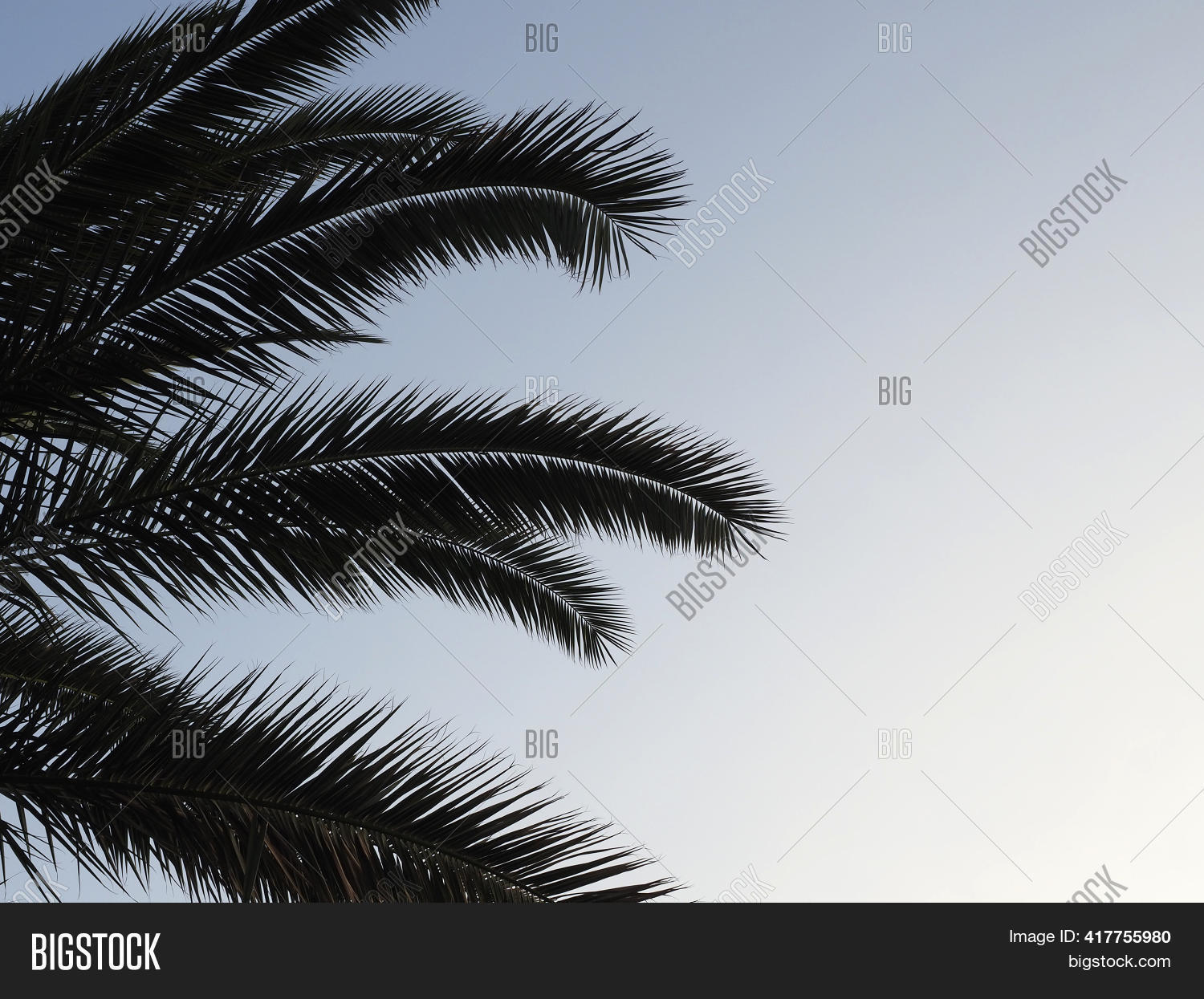 Long Branches Palm Image & Photo (Free Trial) Bigstock