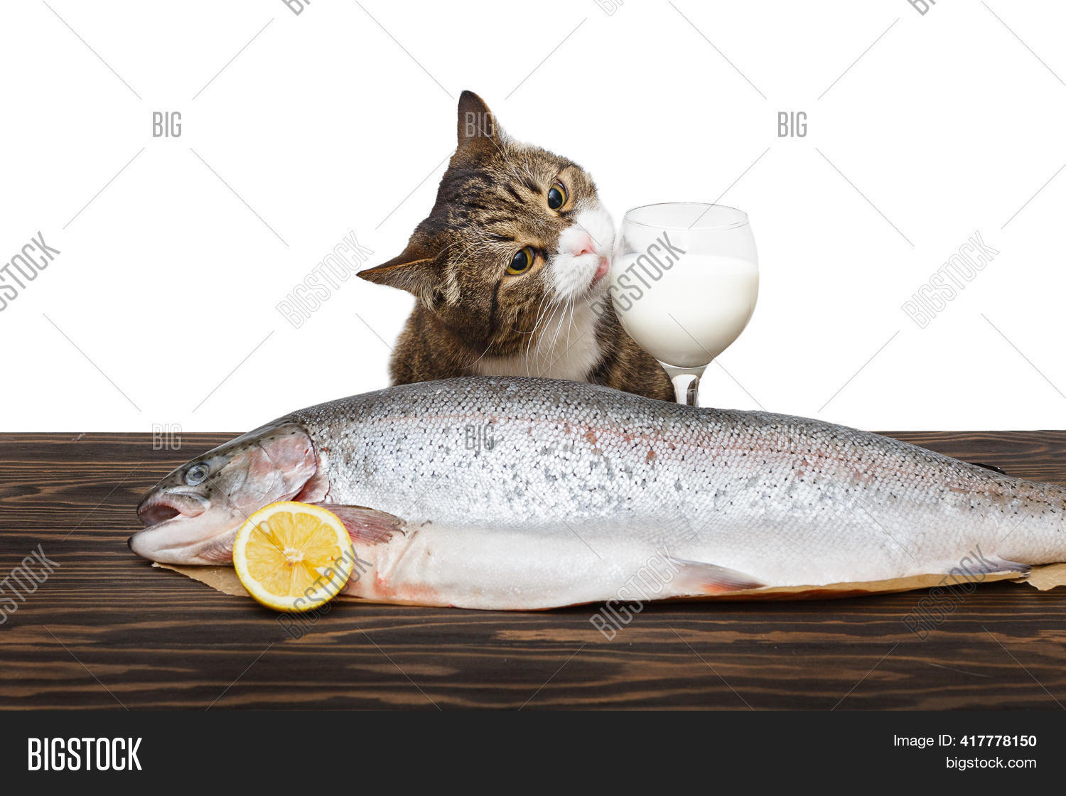 Gray Cat Large Trout Image & Photo (Free Trial) Bigstock