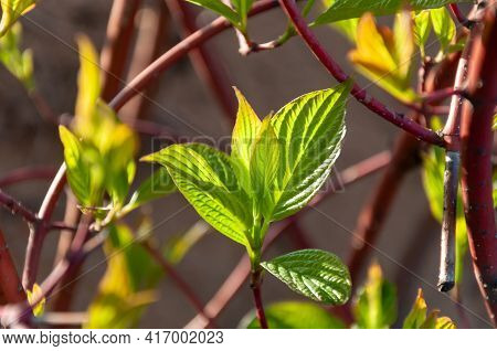 Siberian Dogwood Cornus Alba Light Green Leaves. White Dogwood. Garden Shrub Derain White