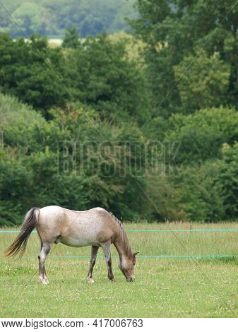 A Roan Pony Being Stripped Grazed With Electric Fencing.