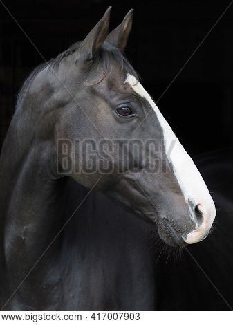 A Headshot Of A Black Horse Against A Black Background.
