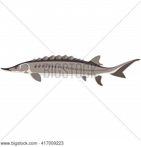 Vector Fish Adriatic Sturgeon Freshwater Species Illustration