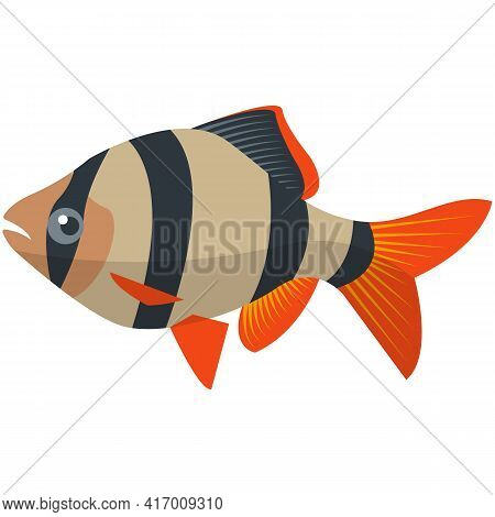 Vector Beardless Barb Fish Freshwater Species Illustration