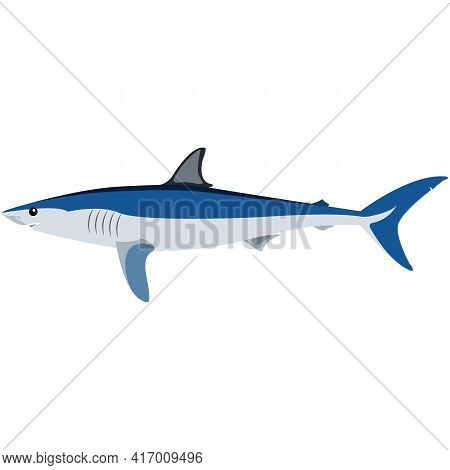 Vector Mako Shark Illustration Isolated On White