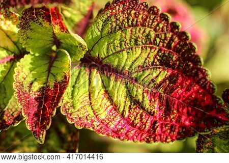 Solenostemon, Commonly Known As Coleus. The Most Darkish Pink Coleus Leaves - Leafs As A Beautiful W