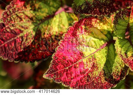 Solenostemon, Commonly Known As Coleus. The Most Darkish Pink Coleus Leaves - Leafs As A Beautiful W
