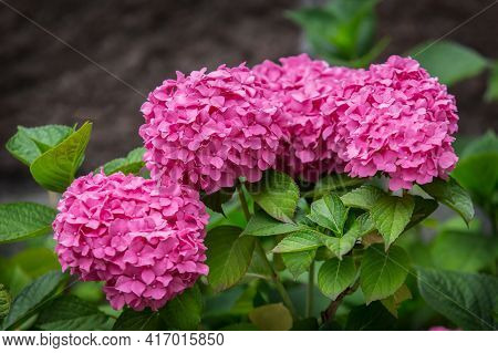 Large Flower Buds Pink Hydrangea Close-up. Stock Photography