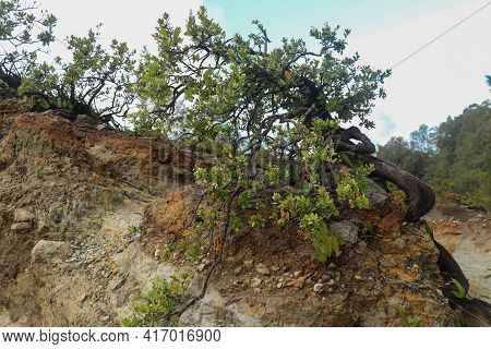 Dwarf Tree On A Rim Crater On Kelimutu Volcano. Kneeling Surviving In Inhospitable Conditions On The