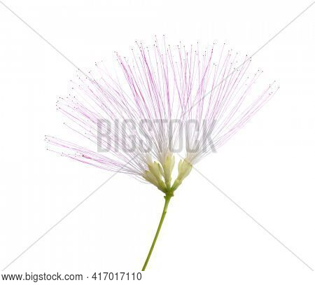 Flower of Persian Silk Tree with very long stamens of pale pink color isolated on white background. Selective focus.