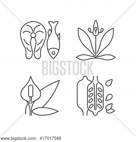 Common Allergens Linear Icons Set. Fish As Cause For Allergy. English Plantain. Peace Lily. Sesame S