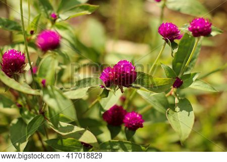 Pink Globe Amaranth. Selective Focus Of Gomphrena Globosa. Defocused Abstract Background Of Gomphren