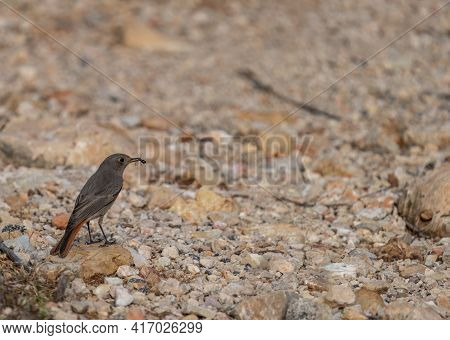 Little Bird With Ant In The Beak Against Blurred Backgound