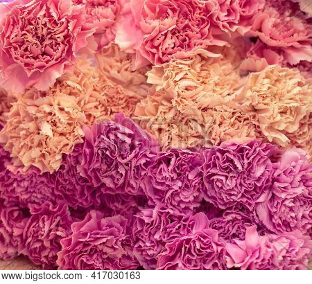 Three Rows Of Red, Pink And Beige Cloves Are Laying One On One , Are Snung On Top Of Each Other.