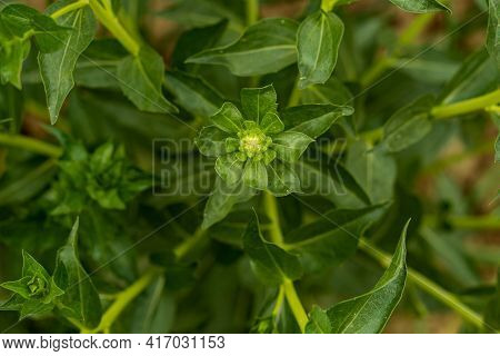 Green Petals, Milk Thistle Is A Plant Named For The White Veins On Its Large Prickly Leaves. One Of 