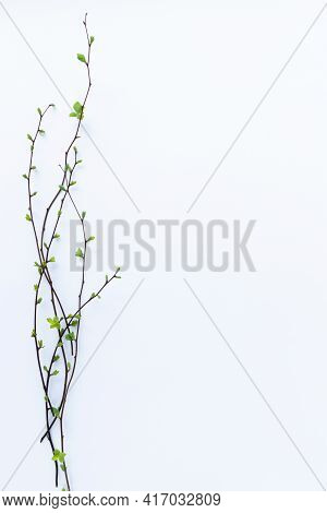 Twigs With Buds And First Leaves. Springtime.