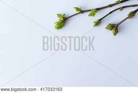 Tree Branches With Buds And First Tender Leaves.