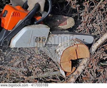 Birch Log Lying On Pile Of Brushwood And Sawed By Chainsaw Closeup. Sawdust Fly.
Focus On Beam And G